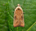 Agonopterix_nervosa_jm9876s
