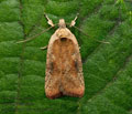 Agonopterix_nervosa_jm9894s