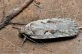 Agonopterix_ocellana_cg6865s