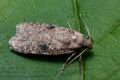 Agonopterix_propinquella_cm5565s