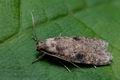 Agonopterix_propinquella_cm5582s