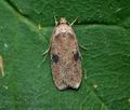 Agonopterix_propinquella_jb7539s