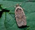 Agonopterix_senecionis_ce9061s"