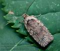 Agonopterix_senecionis_ce9077s"