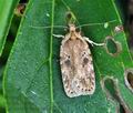 Agonopterix_yeatiana_bs5526