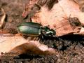 Agonum_marginatum_6410