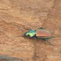 Agonum_sexpunctatum_ag5582