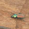 Agonum_sexpunctatum_ag5582