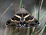 grammodes_stolida_cy7206s