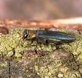 Agrilus_auricollis_aa7880