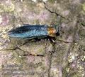 Agrilus_auricollis_aa7887