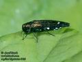 Agrilus_biguttatus_6425