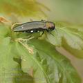 Agrilus_biguttatus_ah5467