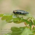 Agrilus_biguttatus_ah5502