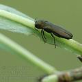 Agrilus_integerrimus_al7605