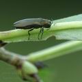 Agrilus_integerrimus_al7611