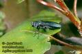 Agrilus_populneus_2560