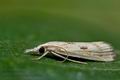 Agriphila_brioniellus_cp6096s