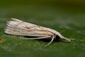 Agriphila_brioniellus_cp6111s