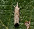 Agriphila_brioniellus_cp6137s