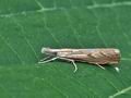 Agriphila_geniculea_bs5000