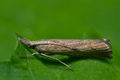 Agriphila_geniculea_cp7113s