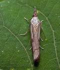 Agriphila_geniculea_cp9524s