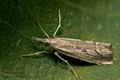 Agriphila_geniculea_jd1094s