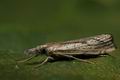 Agriphila_geniculea_jd1129s