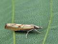 Agriphila_inquinatella_bs4961