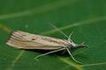 Agriphila_inquinatella_cn7994s