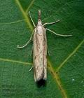 Agriphila_inquinatella_cn8053s