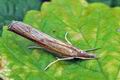 Agriphila_inquinatella_hy2770