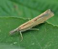 Agriphila_inquinatella_hy4010