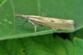 Agriphila_inquinatella_hy4023