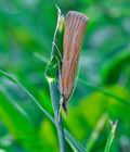 Agriphila_inquinatella_hz4278