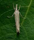 Agriphila_inquinatella_jc7347s