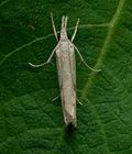 Agriphila_inquinatella_jc7347s