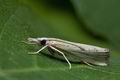 Agriphila_inquinatella_jc7359s