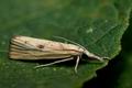 Agriphila_inquinatella_jd0789s