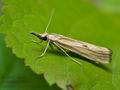 Agriphila_inquinatella_jg2025s