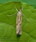 Agriphila_inquinatella_jg2061s