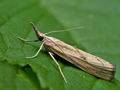 Agriphila_inquinatella_jg2081s