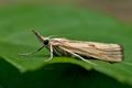 Agriphila_inquinatella_jg2101s