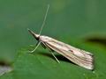 Agriphila_inquinatella_jg2144s