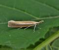 Agriphila_selasella_bs4963