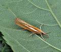 Agriphila_selasella_bs5763