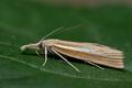 Agriphila_selasella_cx8319s