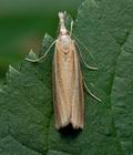 Agriphila_selasella_cx8330s