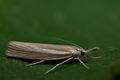 Agriphila_selasella_cy1551s